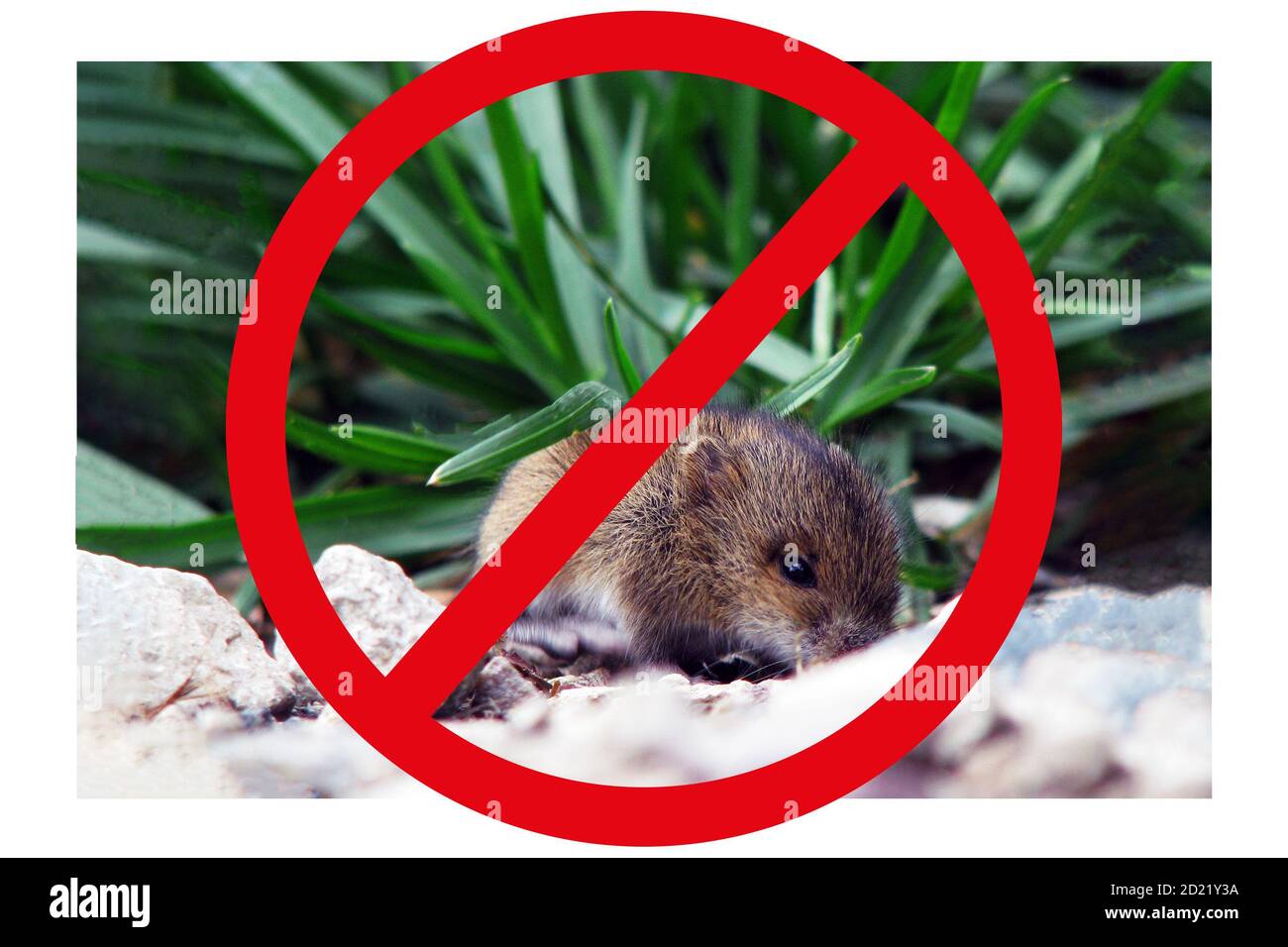 Kontrolle Nagetiere in Städten. Gefahr von Mäusen für die Stadt und die Landwirtschaft. Verbot der Fortpflanzung von Mäusen, Konzept. Stockfoto