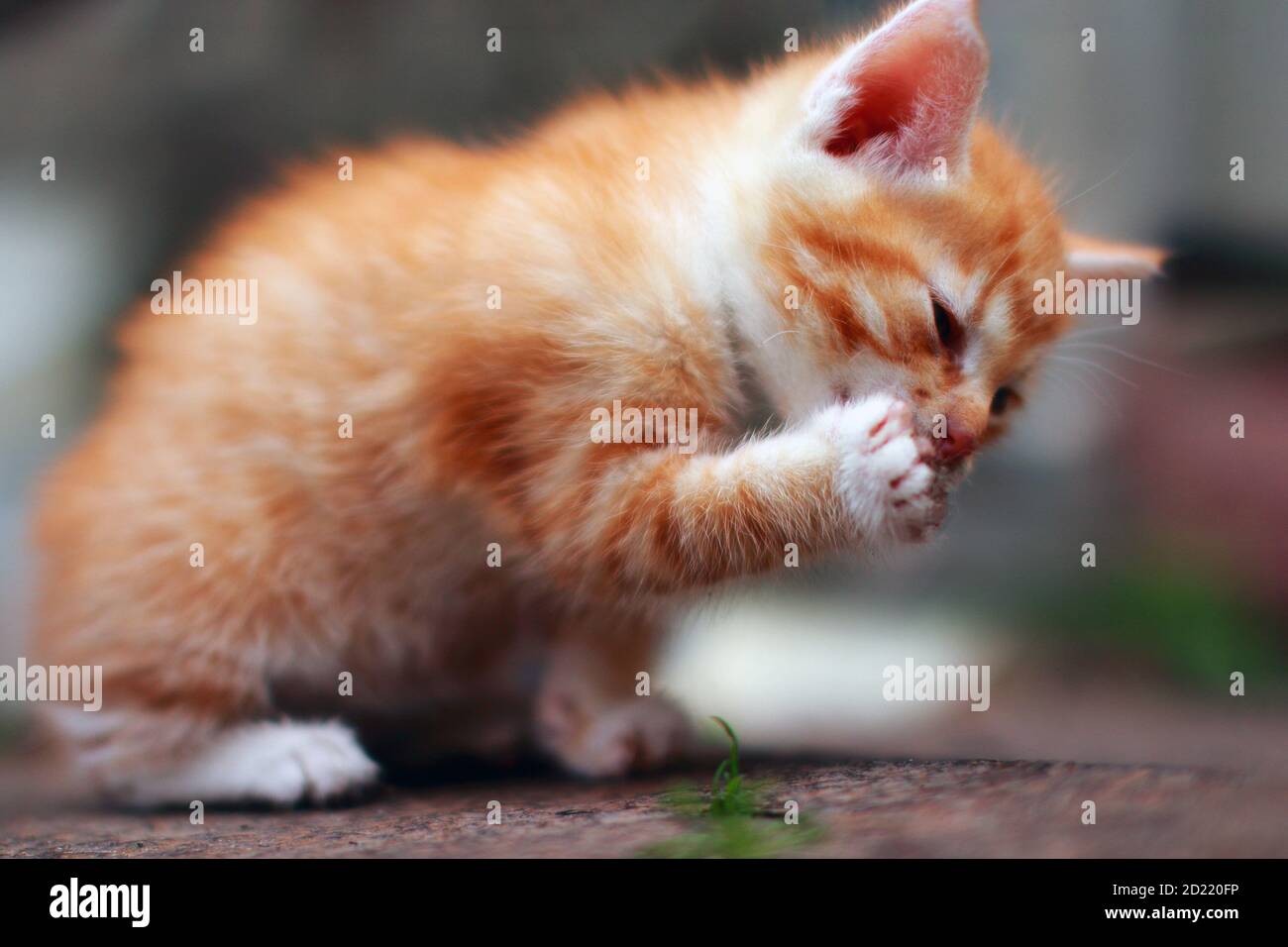 Schmutzige Pfote Stockfotos Und Bilder Kaufen Alamy