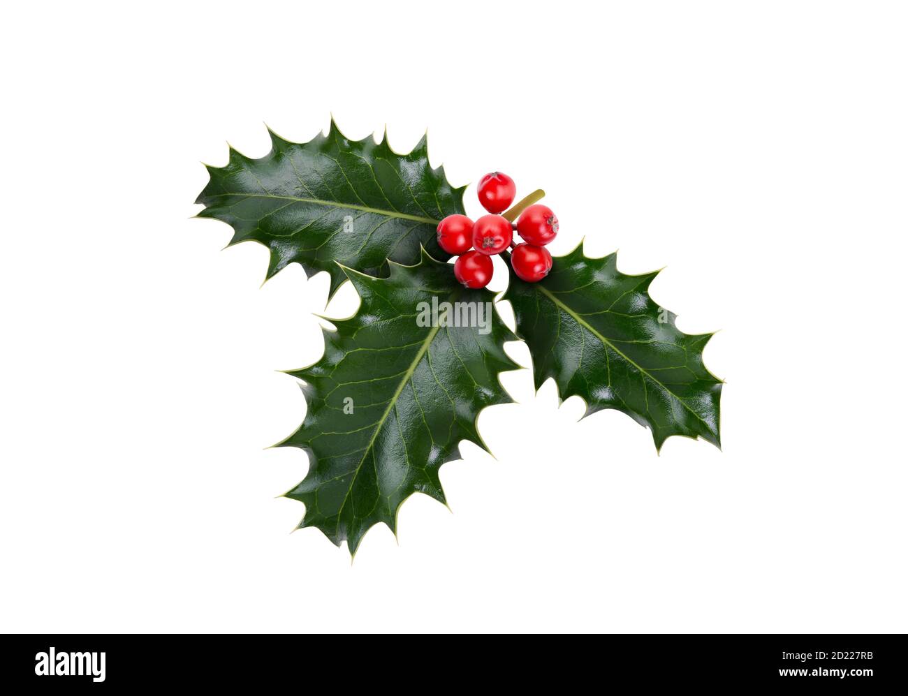 Ein Zweig, drei Blätter, aus grünem Stechpalme und roten Beeren für Weihnachtsdekoration isoliert auf weißem Hintergrund. Stockfoto