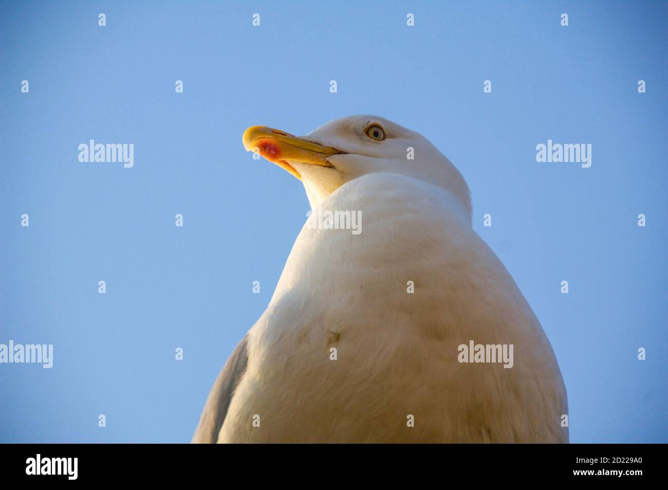 Kopf- und Schulteraufnahme der erwachsenen europäischen Heringsmöwe Stockfoto