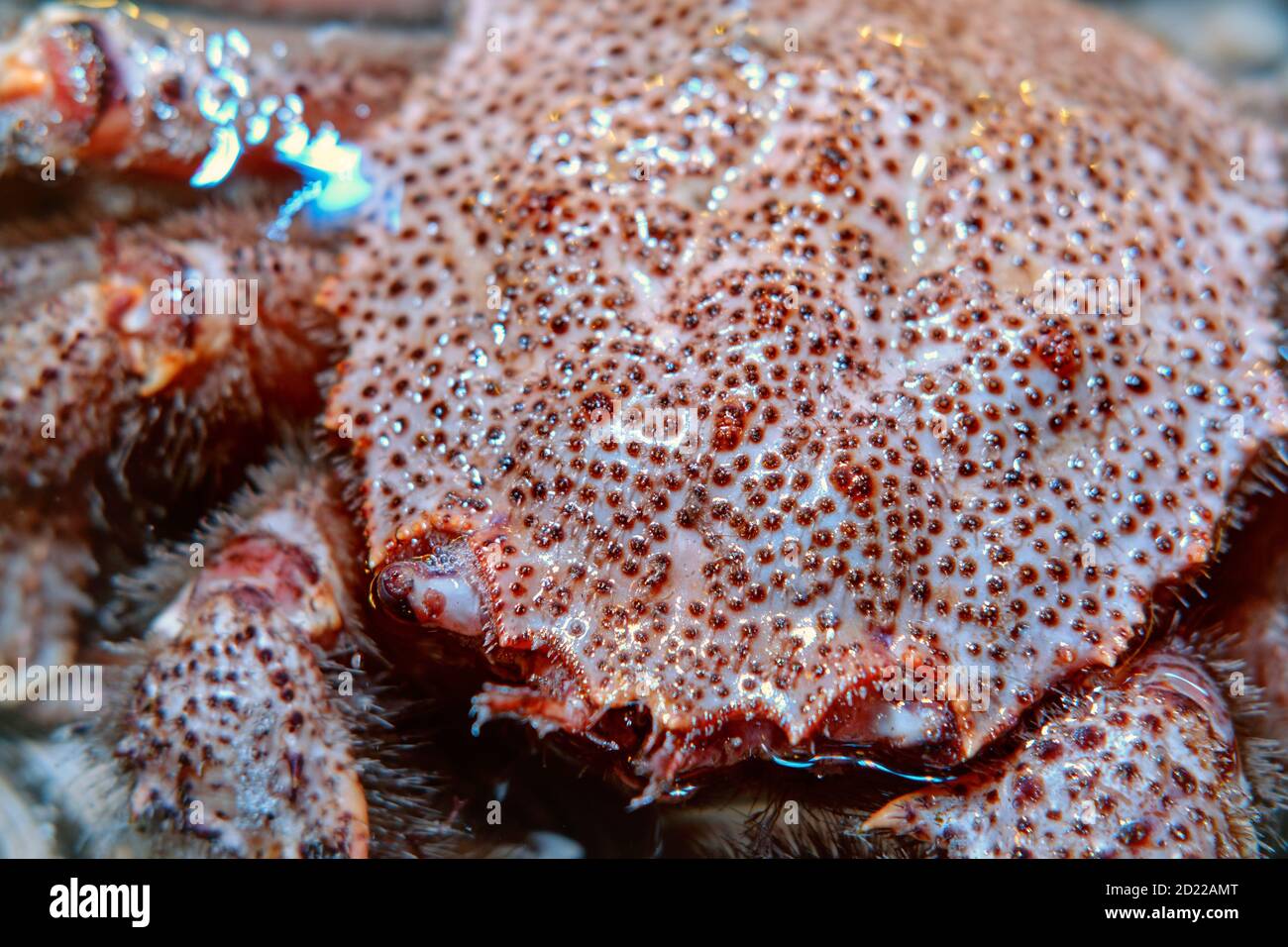 Die viereckige haarige Krabbe ist eine Art von Krabbe, die Lebt von der Avacha Bucht und der westlichen Küste von Kamtschatka Zur Tsushima-Straße und Sendai-Bucht Stockfoto