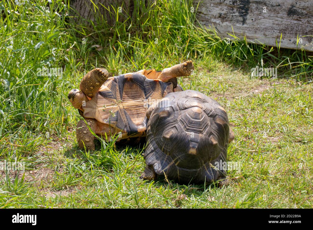 Abgestrahlte Schildkröten (Astrochelys radiata). Zwei Männchen kämpfen um die Dominanz über den anderen zu gewinnen und zu etablieren. Vordere Plastron vorspringenden gululular scutes Stockfoto