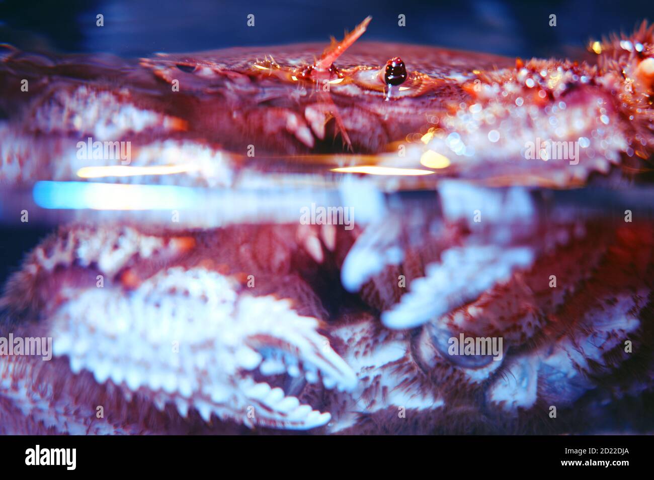 Erimacrus isenbeckii (viereckige haarige Krabbe) im Wasser, Nahaufnahme. Rosshaar Krabben kommerzielle Art von japanischen und russischen Meeresfrüchte Stockfoto