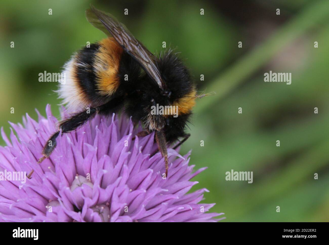 Nahaufnahme der schönen Hummel zeigt Flügel, Beine und gestreiften pelzigen Körper Pollennektar auf lila Blütenkopf voller Blüte in Bio-Garten suchen Stockfoto