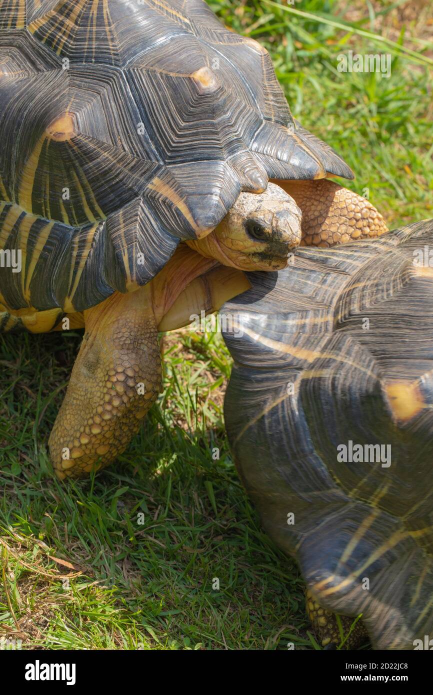 Abgestrahlte Schildkröten (Astrochelys radiata). Männchen, Erwachsene, Rivale, kämpferische Männchen. Mit gular, die beiden vordersten, Plastron, laminae, zu RAM und eventu Stockfoto