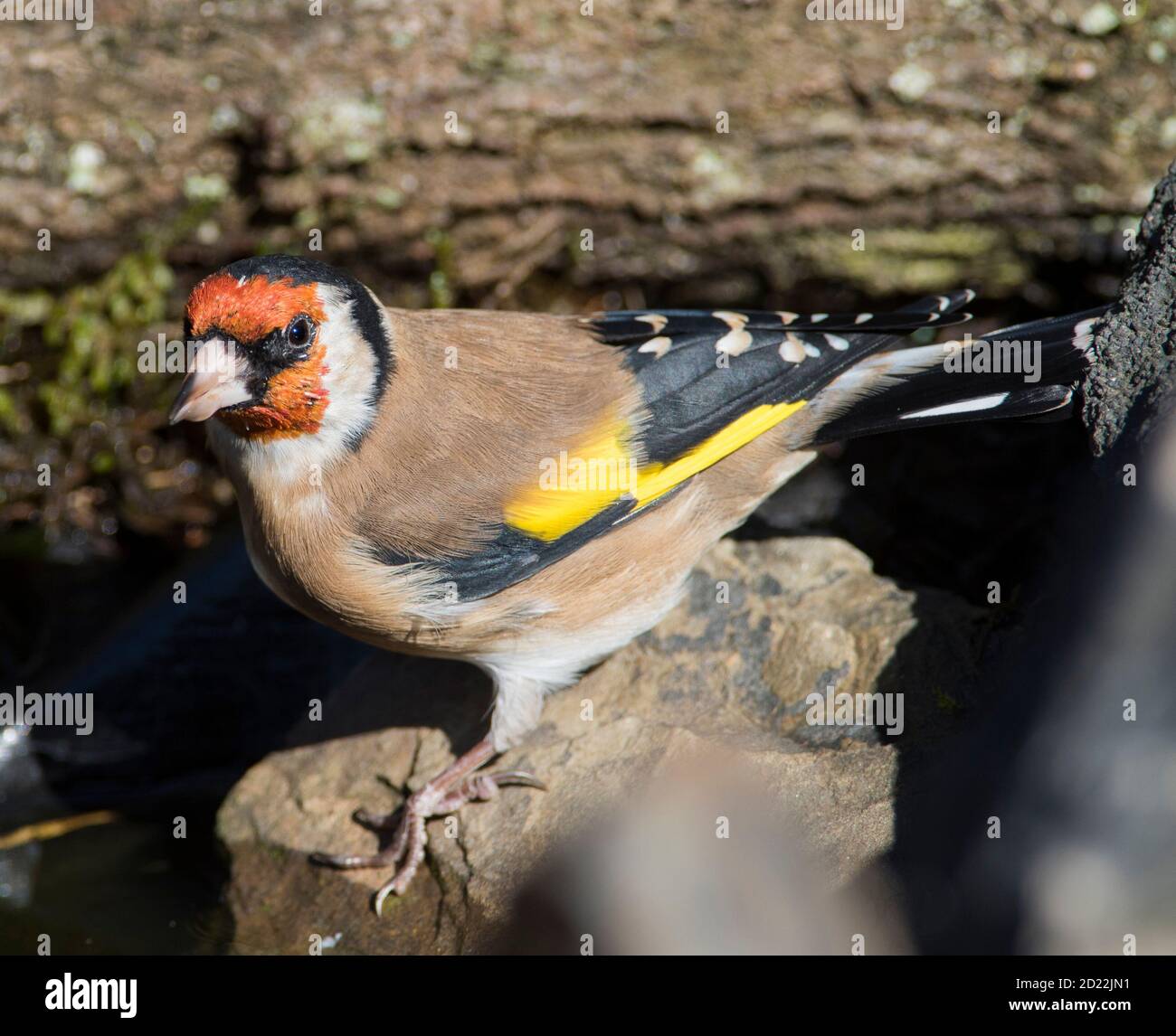 Erwachsener europäischer Goldfink (Carduelis carduelis), der aus einem Pool trinkt Stockfoto