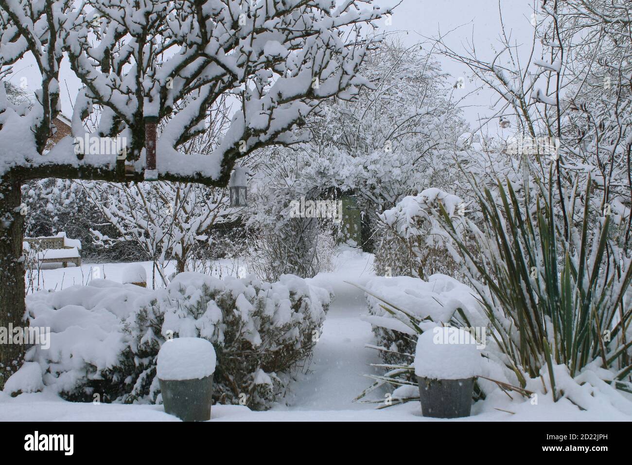 Eine schöne Landschaft Winter Schnee Szene von einem englischen Bio Landgarten gefrorenen eisigen Wetter weiße Schicht Abdeckung auf Birne Espalier Baumweg Rasen stieg Stockfoto