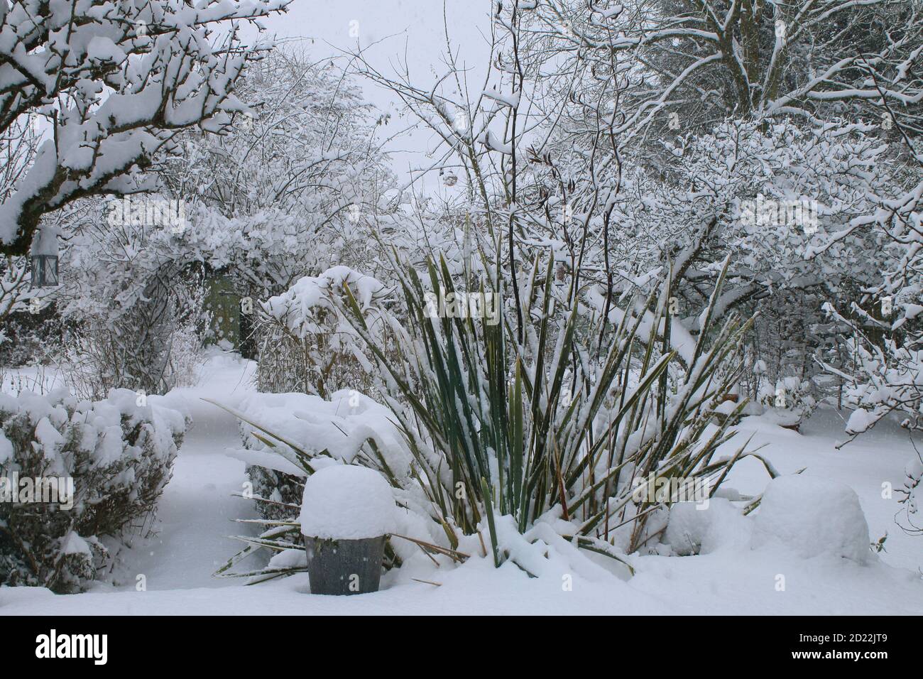 Eine schöne Landschaft Winter Schnee Szene von einem englischen Bio Landgarten gefrorenen eisigen Wetter weiße Schicht Abdeckung auf Birne Espalier Baumweg Rasen stieg Stockfoto