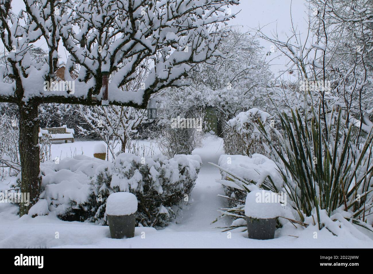 Eine schöne Landschaft Winter Schnee Szene von einem englischen Bio Landgarten gefrorenen eisigen Wetter weiße Schicht Abdeckung auf Birne Espalier Baumweg Rasen stieg Stockfoto