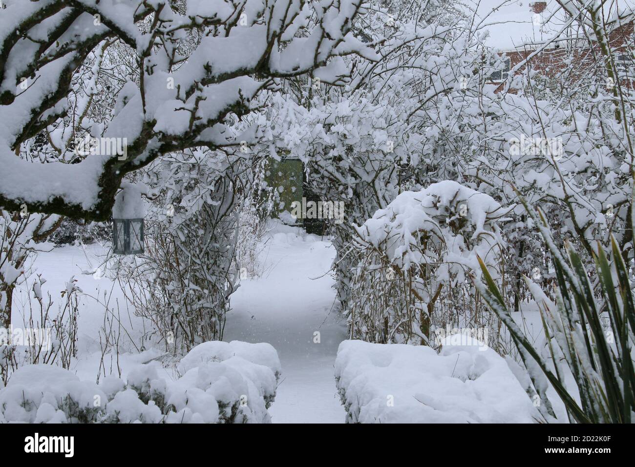 Eine schöne Landschaft Winter Schnee Szene von einem englischen Bio Landgarten gefrorenen eisigen Wetter weiße Schicht Abdeckung auf Birne Espalier Baumweg Rasen stieg Stockfoto