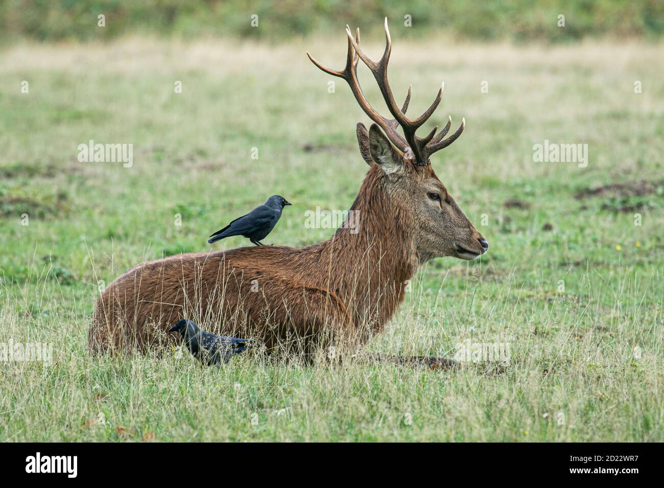 RICHMOND PARK LONDON, GROSSBRITANNIEN 6. OKTOBER 2020. Ein Rotbuck im Richmond Park brüllt am Anfang der Hirschrute. Die Brunftzeit der Hirsche tritt normal zwischen Ende September und November auf und ist die Zeit, in der männliche Hirsche, bekannt als Hirsche oder Böcke, gegen Weibchen kämpfen, indem sie miteinander kämpfen. Kredit: amer ghazzal/Alamy Live Nachrichten Stockfoto