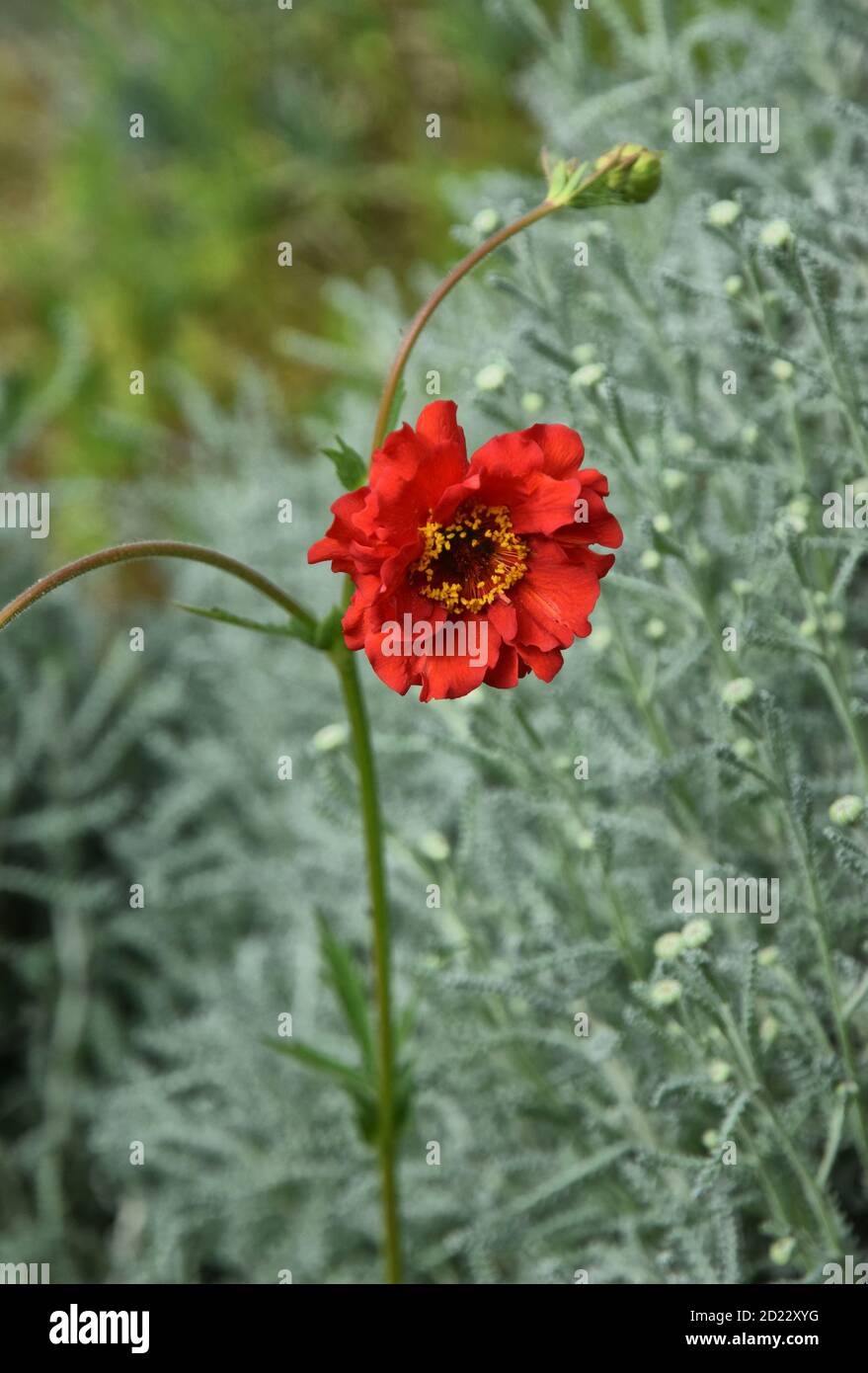 geum Mai ta Stockfoto