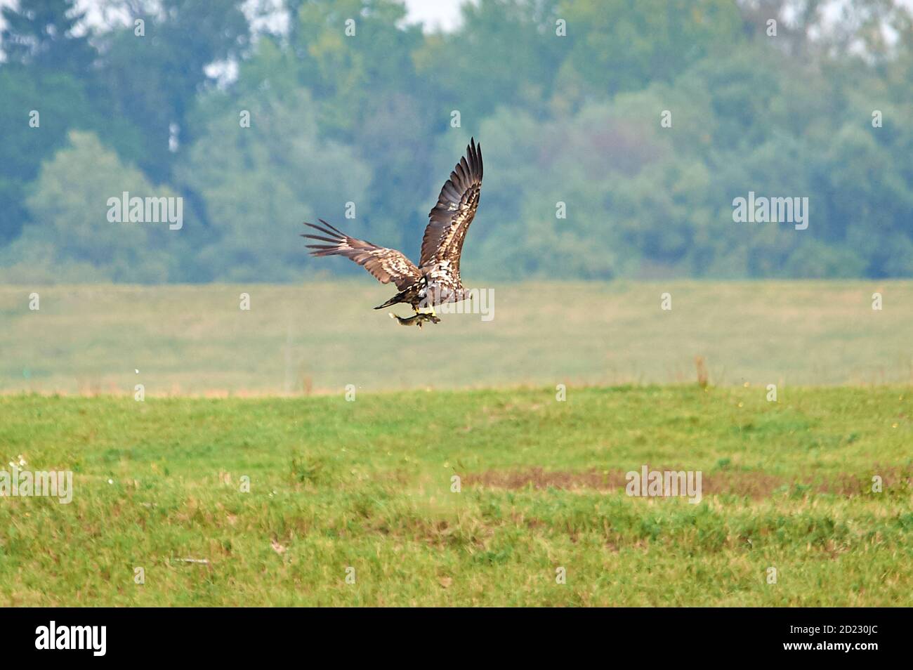 Ein junger Seeadler, der mit seinem Fang abfliegt Stockfoto