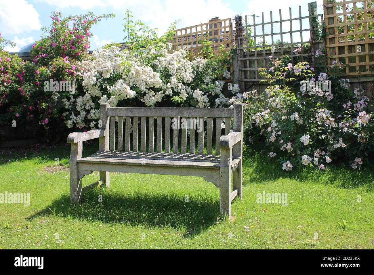 Landschaft der Parkbank vintage Holz getragen Sitz leer auf Garten Gras Rasen mit schönen weißen rosa Rosensträucher in Volle Blüte im Hintergrund Sommer Stockfoto