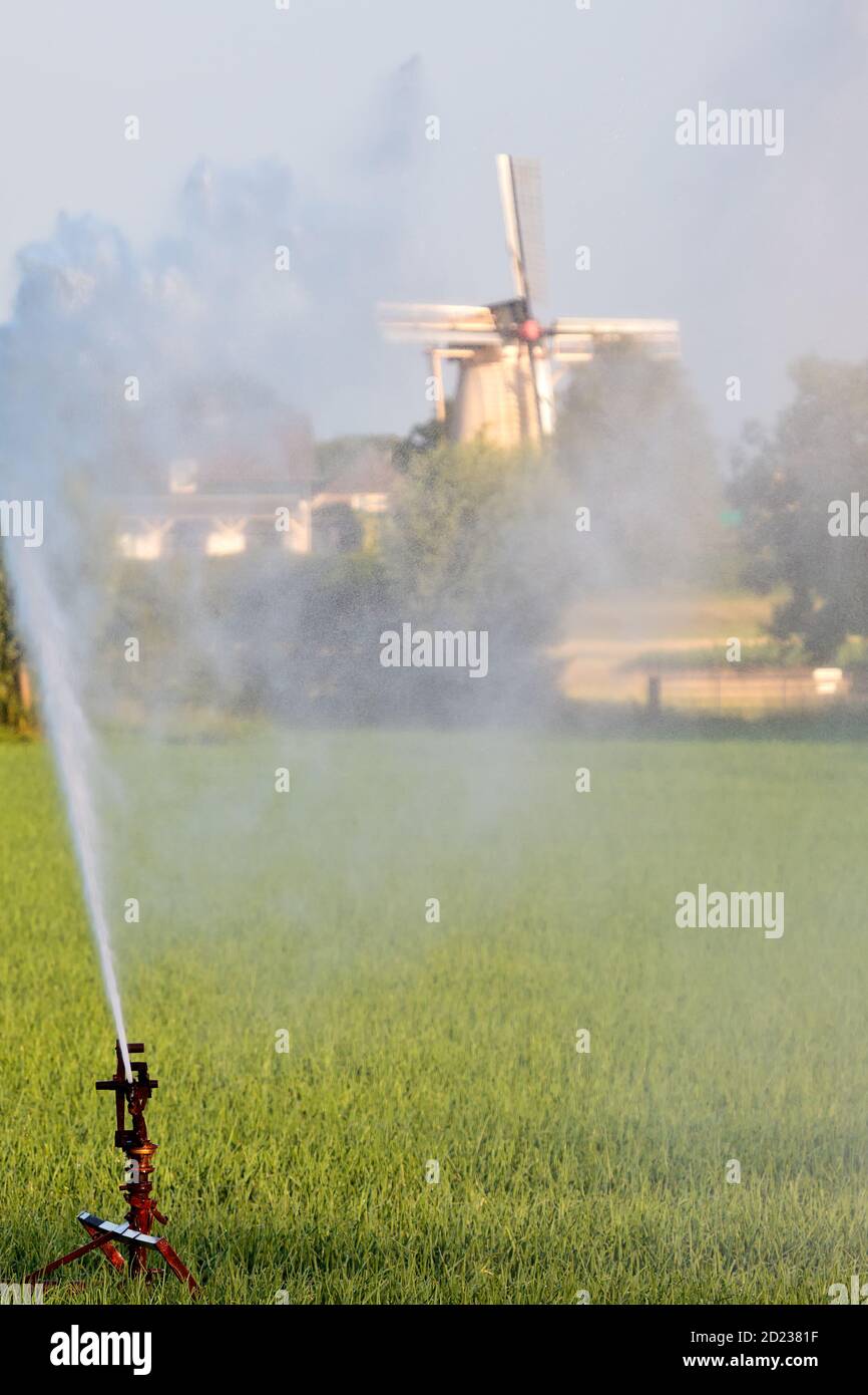 Wasser-Sprinkleranlage Bewässerung Land mit einer niederländischen Windmühle in Der Hintergrund Stockfoto