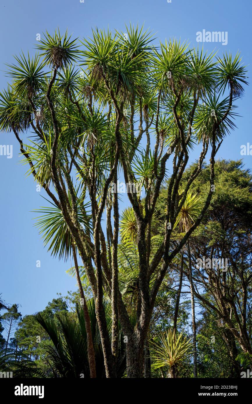 Neuseeländischer Kohlbaum in Rapaura Watergardens, Themse, Nordinsel, Neuseeland. Stockfoto