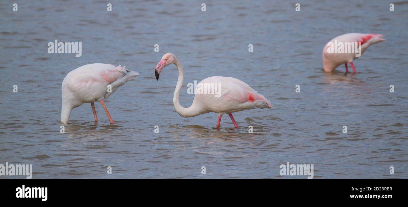 Nahaufnahme von drei größeren Flamingos im Wasser mit einem Verschwommener Hintergrund Stockfoto