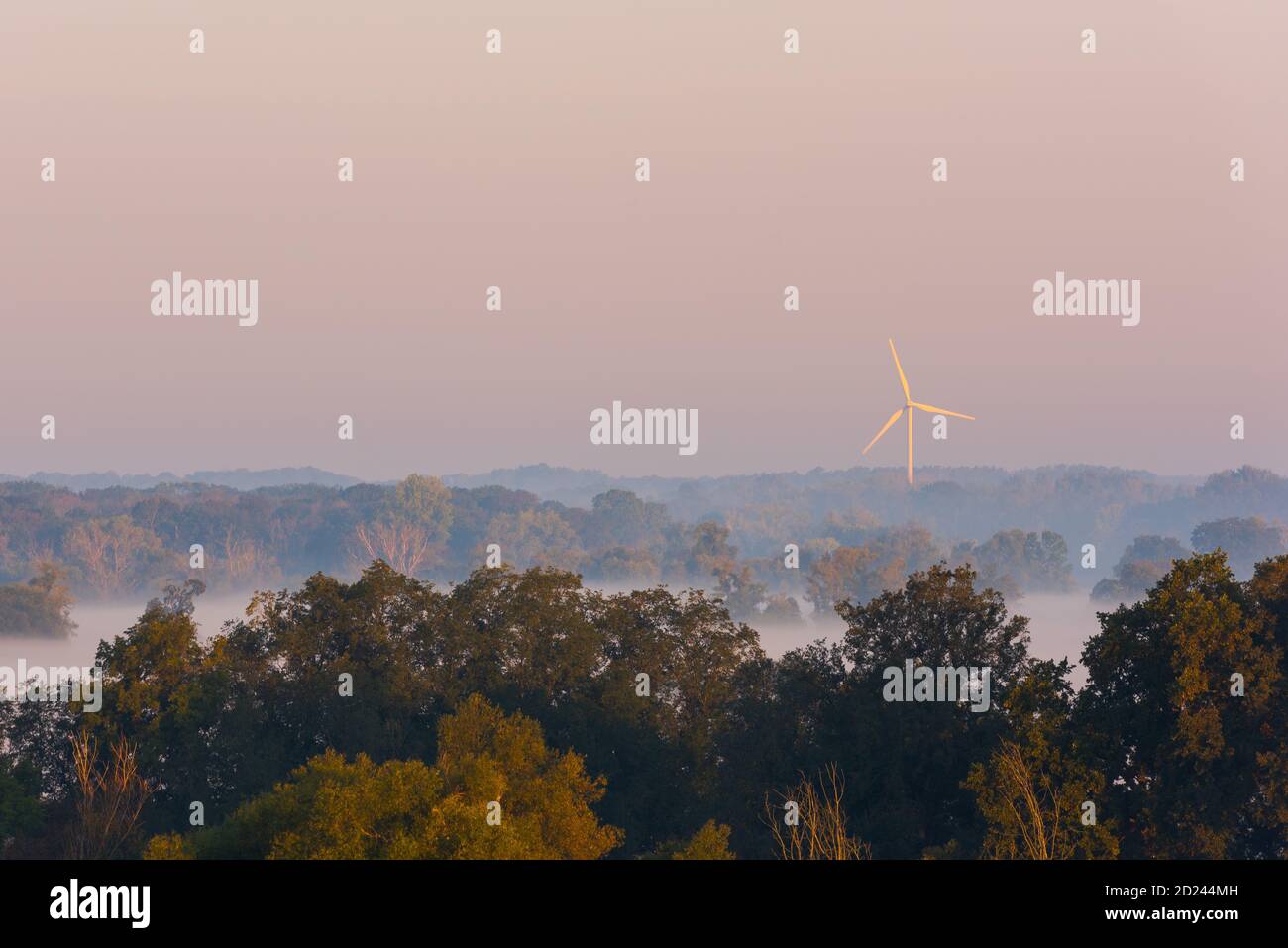 Windmaschine steht über großen Bäumen versteckt in niedrigen sehr Dichter Nebel am frühen Morgen im Herbst auf bedeckt Tag Stockfoto