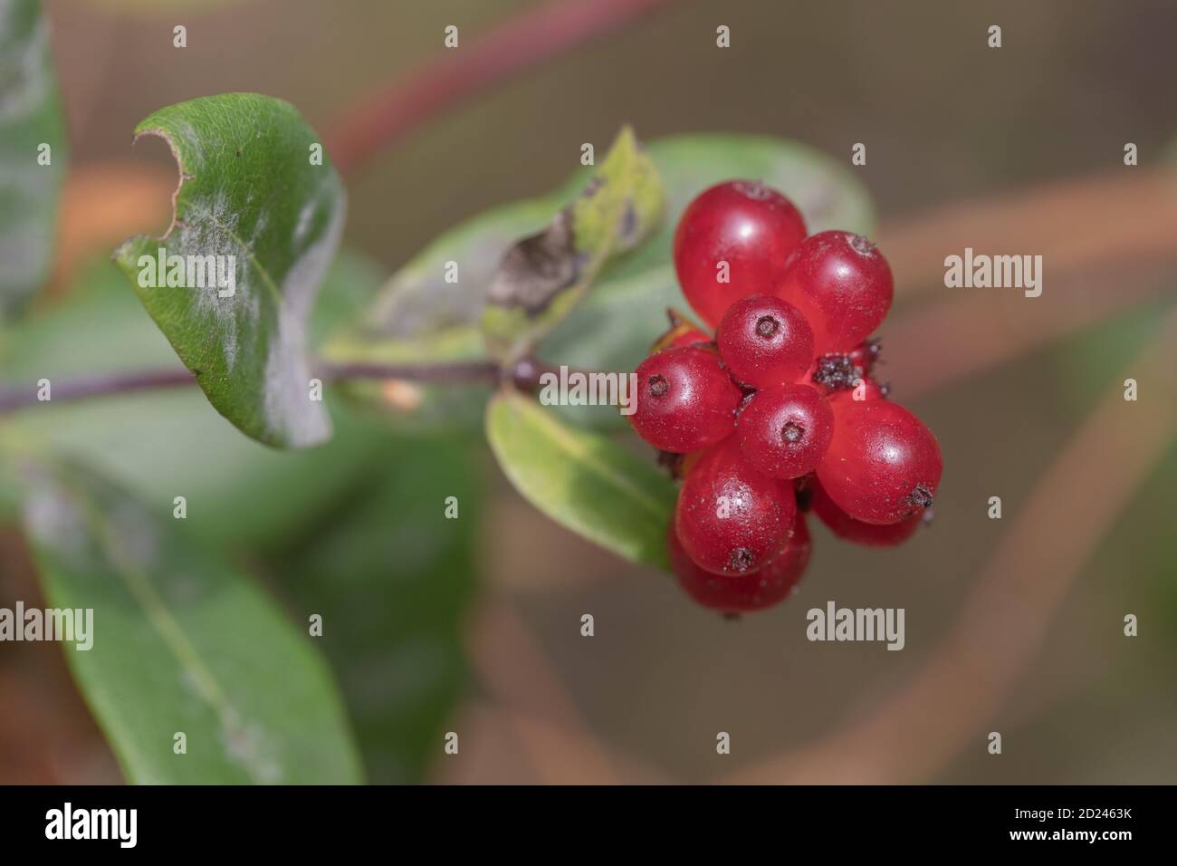 Geißblatt (Lonicera periclymenum). Rote Beeren oder Früchte, die mehrere  Samen enthalten, mit den Resten von Sepalen auf der Oberseite. Typisch  geformtes Blatt auf t Stockfotografie - Alamy