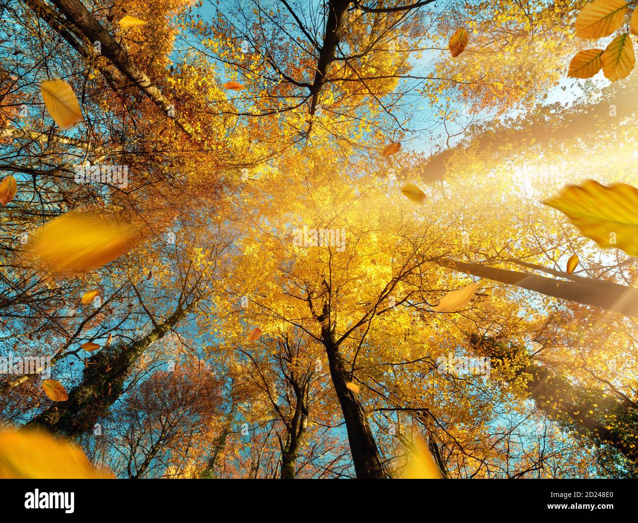 Die Sonne scheint durch Zweige eines Laubbaumes mit gelbem Laub im Herbst, mit blauem Himmel Stockfoto