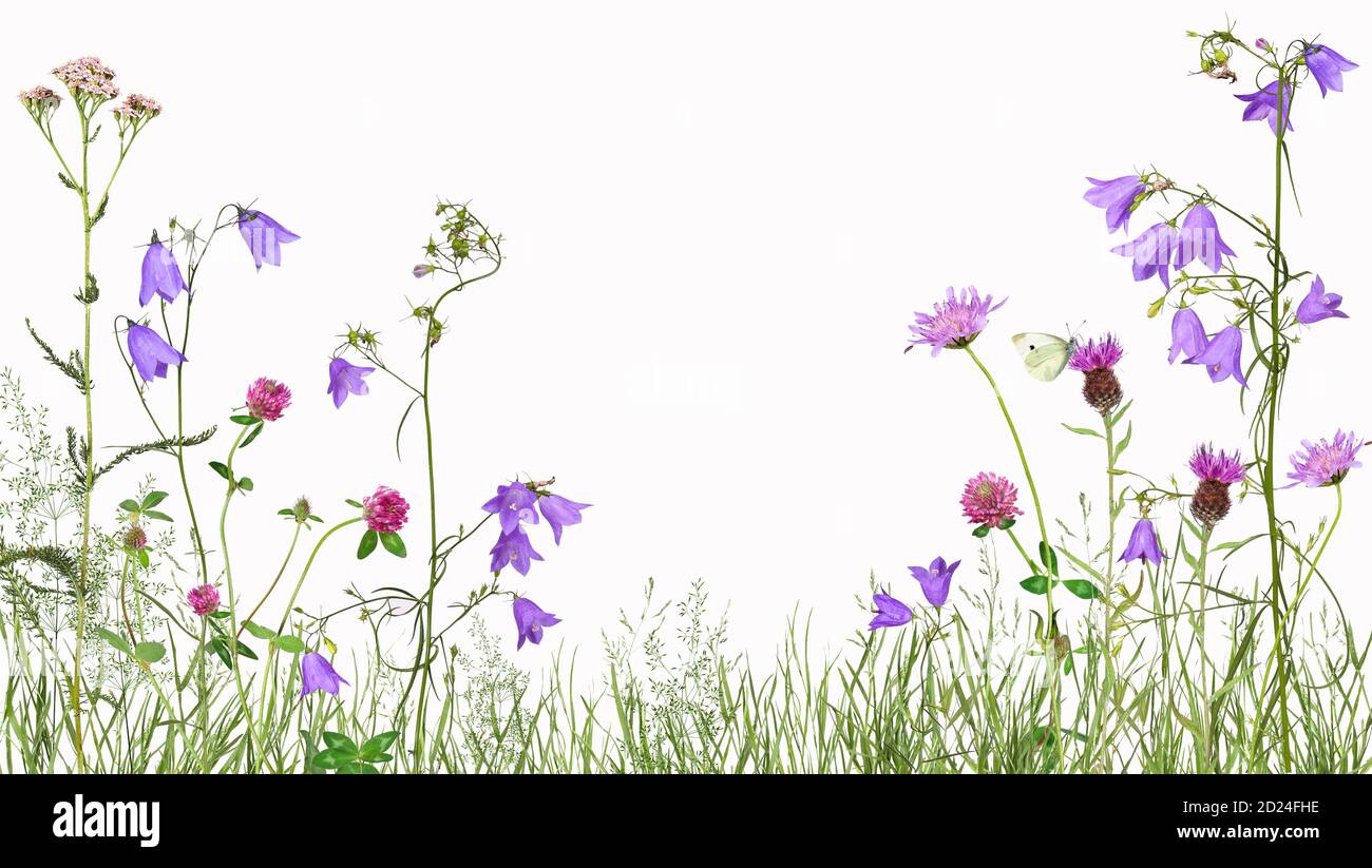 Wiese mit wilden Blumen, isoliert Stockfoto