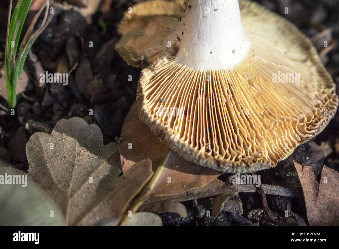 Detail der Kiemen eines kopfüber liegenden Pilzes Ein Boden mit einigen trockenen Blättern Stockfoto