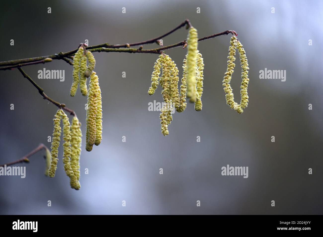 Kätzchen auf einem Ast sind ein frühes Zeichen des Frühlings, auf diesem Foto, das Ende Januar in Surrey aufgenommen wurde Stockfoto