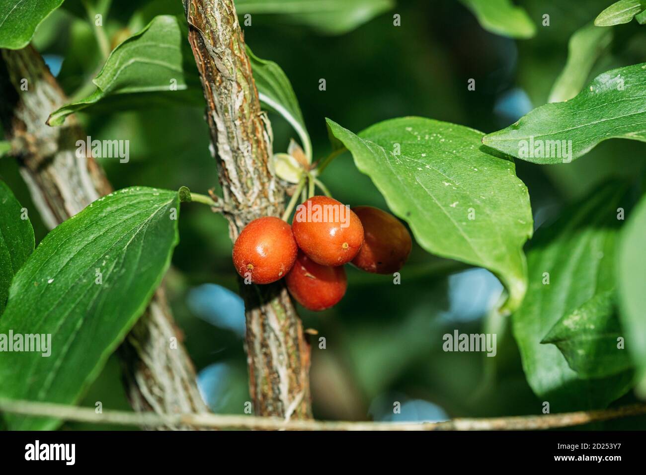 Zweig Mit Früchten Von Cornus Mas. Anbau Von Bio-Früchten Closeup Im Sonnigen Sommertag Stockfoto