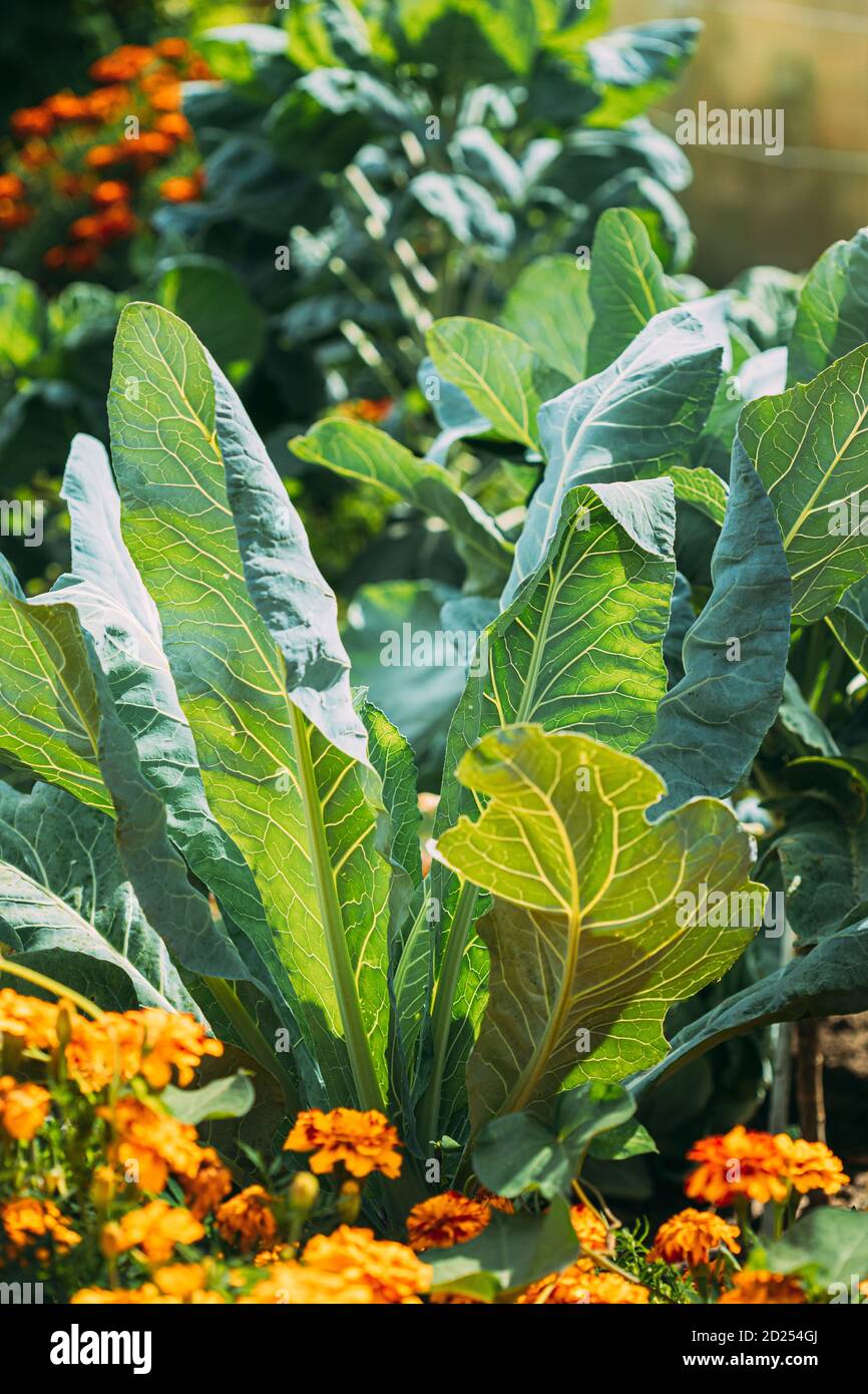 Nahaufnahme Ansicht Der Grünen Blätter Des Blumenkohls Im Garten Bett Im Sonnigen Sommertag Stockfoto