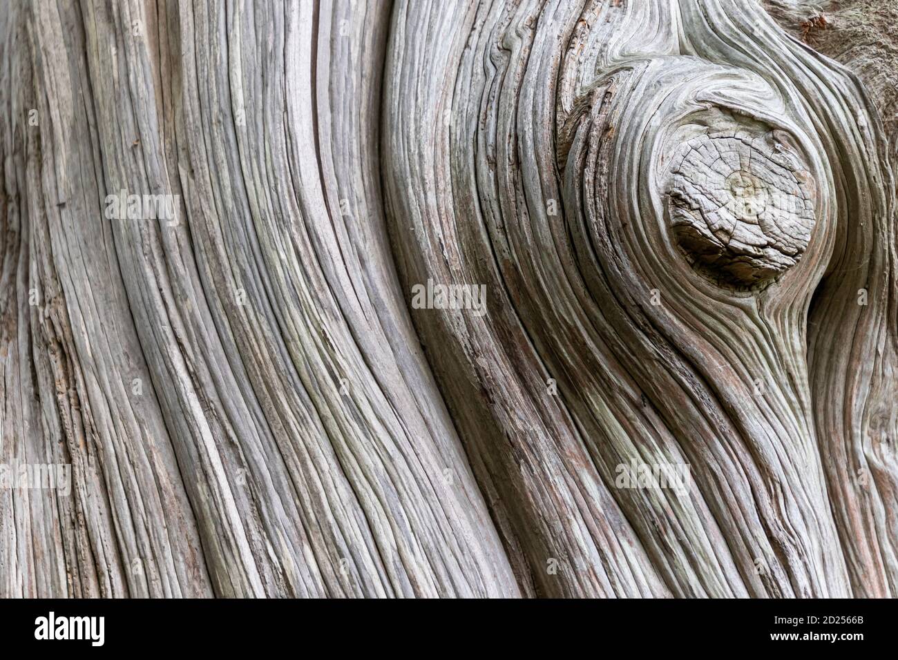 Trockene, graue, alte, abgestorbene Holzstruktur Stockfoto