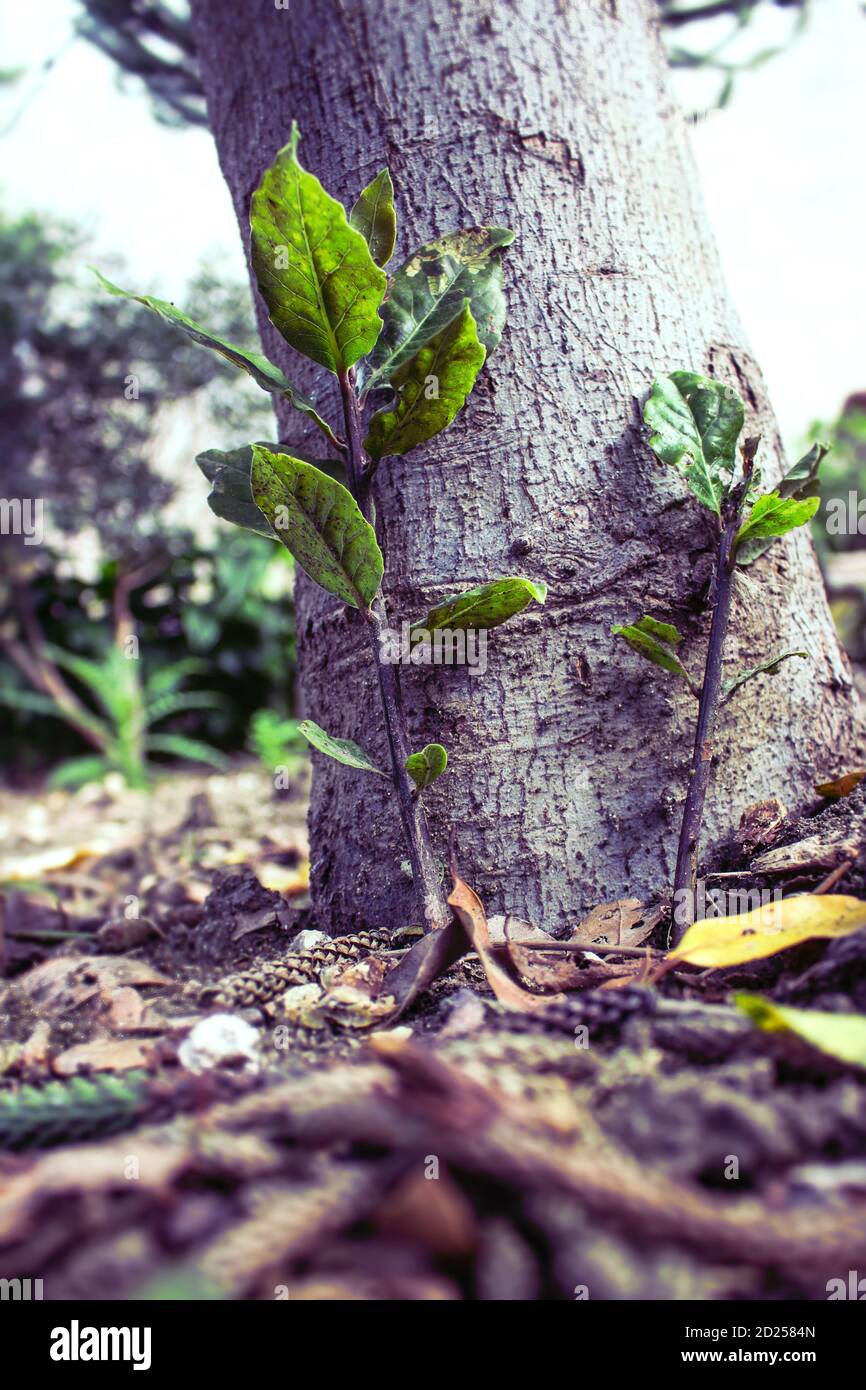 Kleine Lorbeerpflanzen wachsen in der Nähe des Stammes eines Erwachsenen Baum Stockfoto