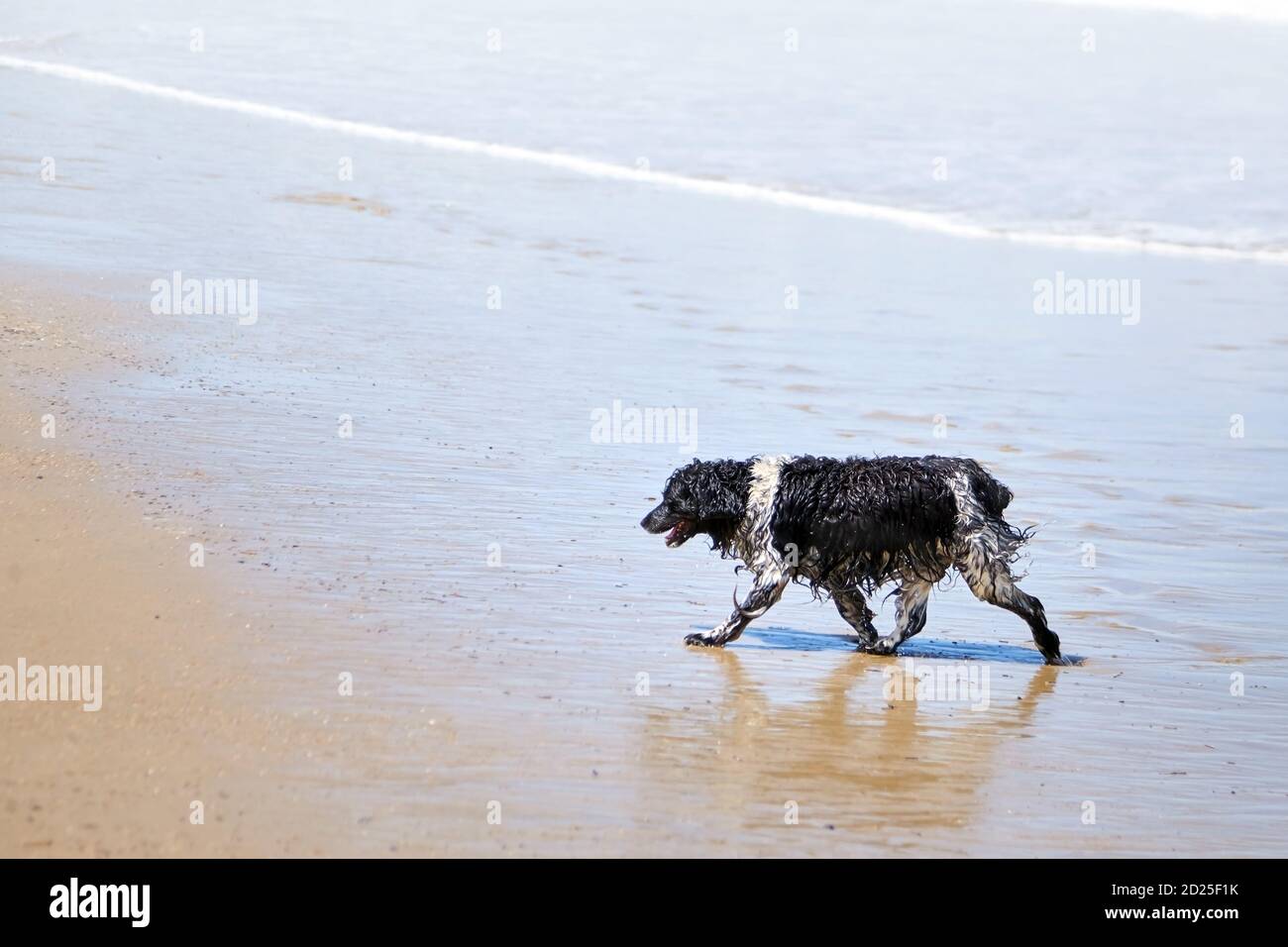 Nasser Hund zu Fuß entlang des Sandstrandes im Hintergrund Der Meereswelle Stockfoto