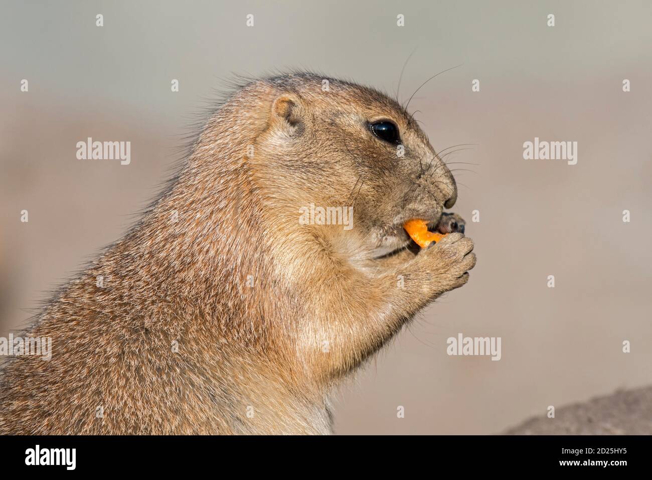 Nahaufnahme eines gefangenen Schwarzschwanz-Präriehundes (Cynomys ludovicianus) Essen Karotten im Zoo / Tierpark Stockfoto