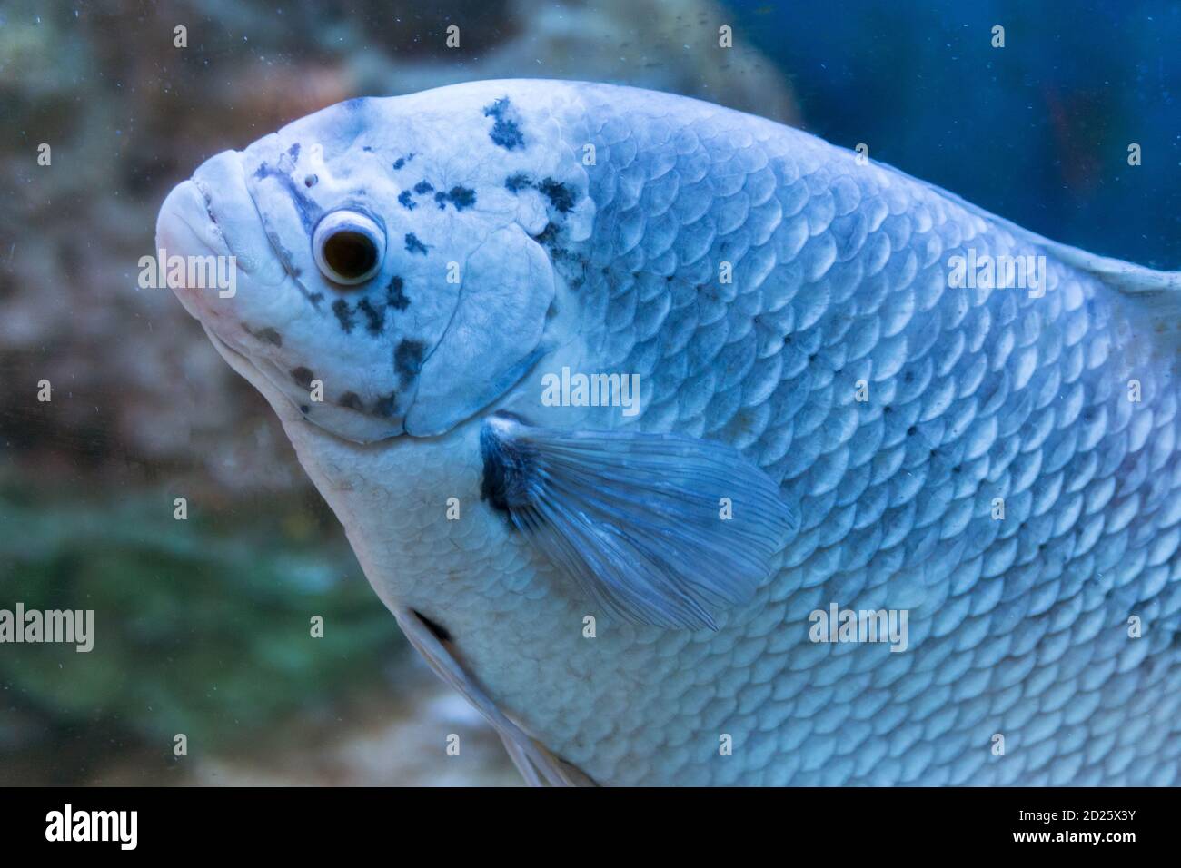 Fisch-Gurami-Marmor. Ein in Gefangenschaft gezüchteter Morph von Three Spot Gurami, bekannt als Opaline Gurami, auch bekannt unter dem lateinischen Namen Trichopodus trichopterus. Stockfoto