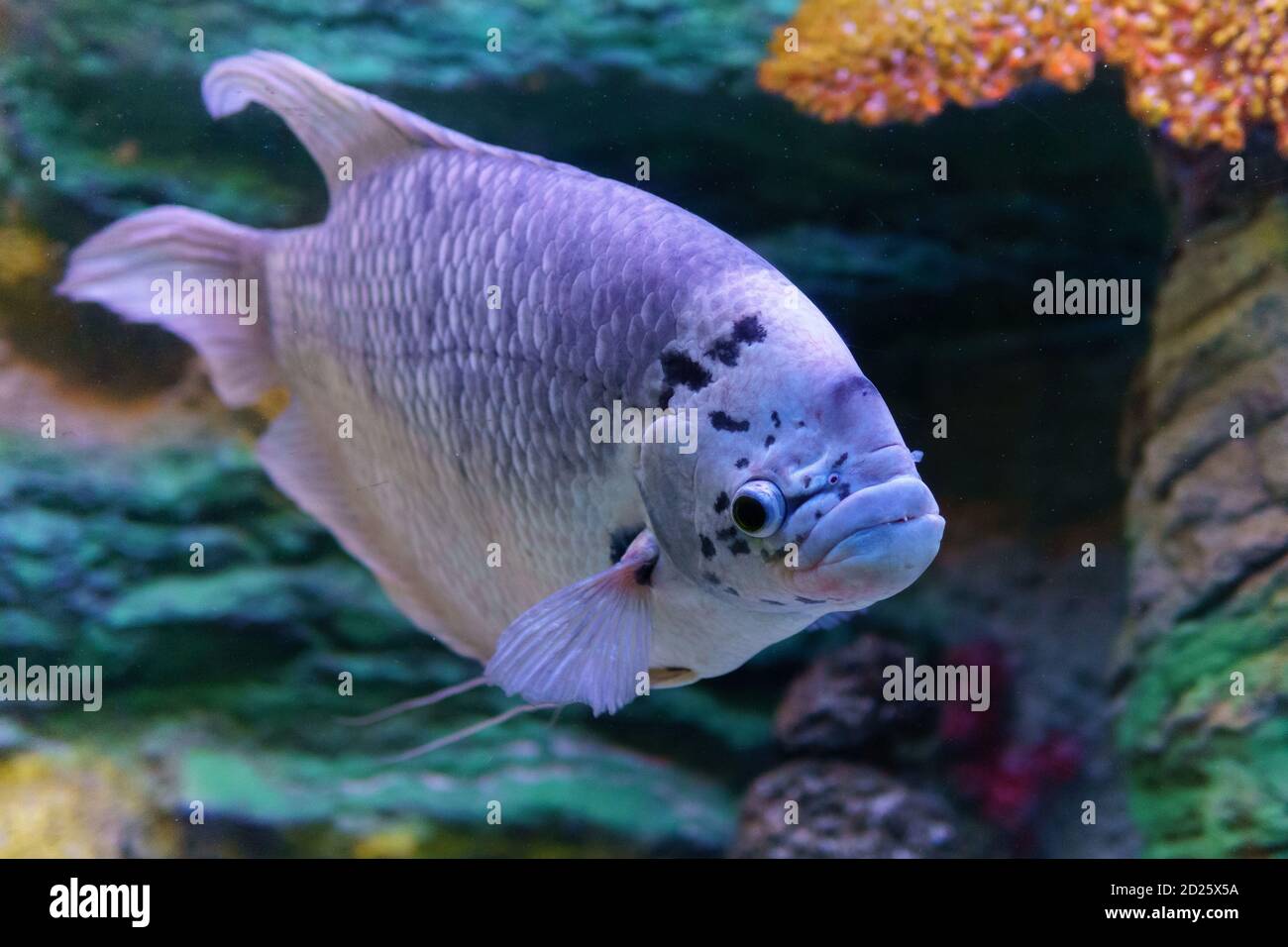 Fisch-Gurami-Marmor. Ein in Gefangenschaft gezüchteter Morph von Three Spot Gurami, bekannt als Opaline Gurami, auch bekannt unter dem lateinischen Namen Trichopodus trichopterus. Stockfoto