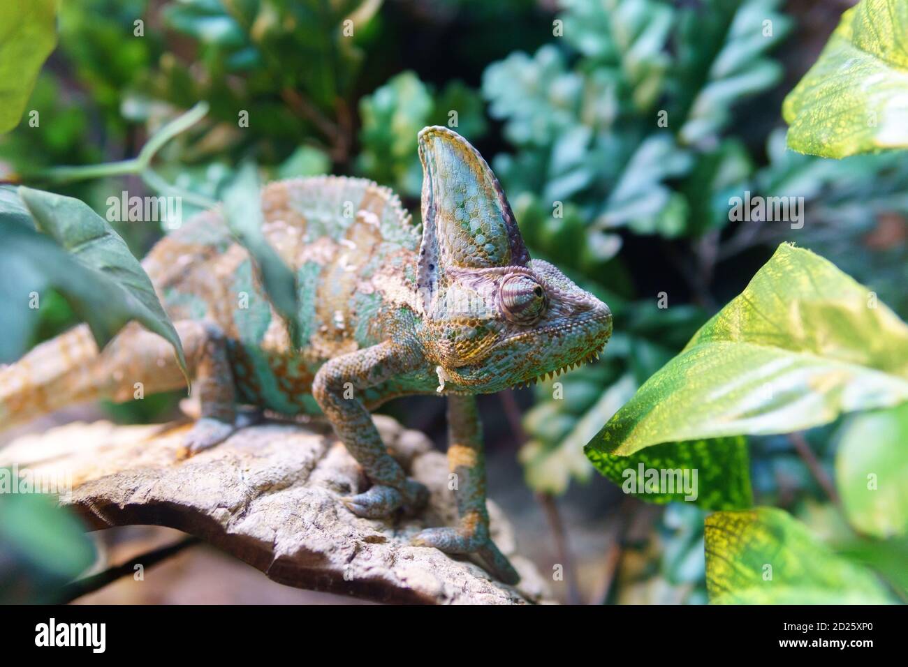 Mehrfarbige Chamäleon Nahaufnahme Reptil mit bunten hellen Haut. Exotisches Tropisches Haustier Stockfoto