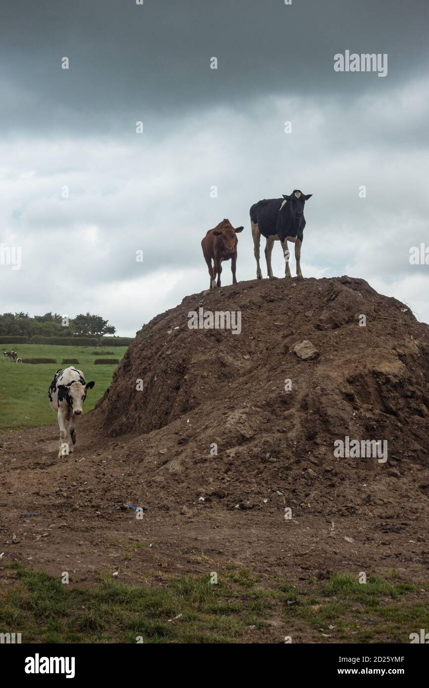 Vieh auf einem Erdhügel wacht auf dem Feld. Stockfoto