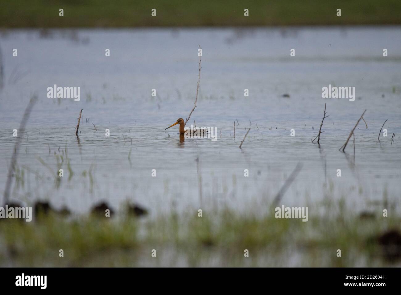 Schwarzschwanz-Godwit (Limosa limosa). Russland, Region Rjasan (Gebiet Rjasanskaja) Stockfoto