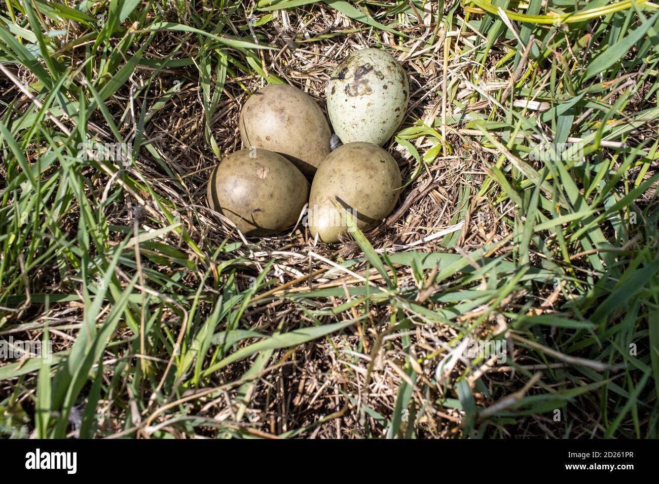 Limosa limosa. Das Nest der Schwarzschwanzgottheit in der Natur. Russland, Region Rjasan (Gebiet Rjasanskaja) Stockfoto