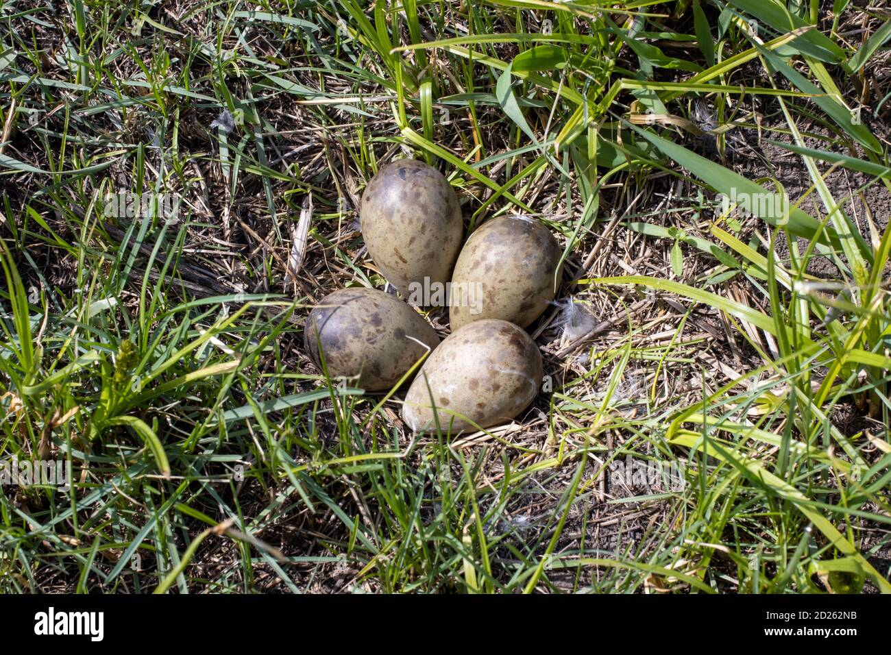 Limosa limosa. Das Nest der Schwarzschwanzgottheit in der Natur. Russland, Region Rjasan (Gebiet Rjasanskaja) Stockfoto