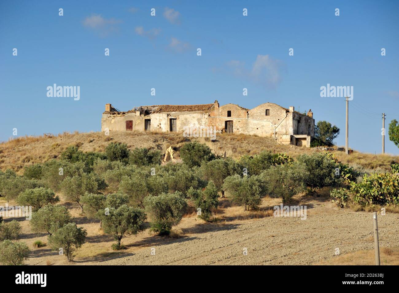 italien, basilikata, Olivenhain und masseria, altes Bauernhaus Stockfoto