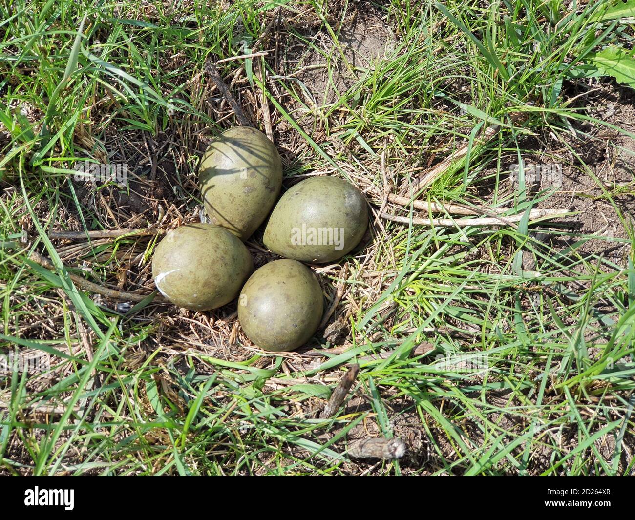 Limosa limosa. Das Nest der Schwarzschwanzgottheit in der Natur. Russland, Region Rjasan (Gebiet Rjasanskaja) Stockfoto