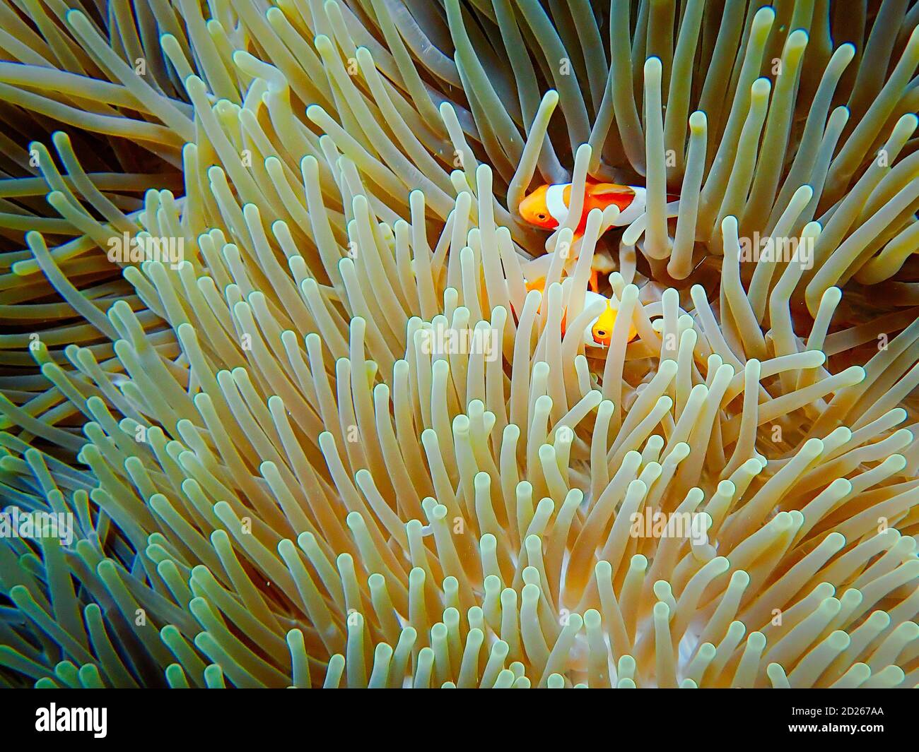 Clownfische in einer Seeanemone, Raja Ampat, Indonesien, symbiotische Beziehung Stockfoto