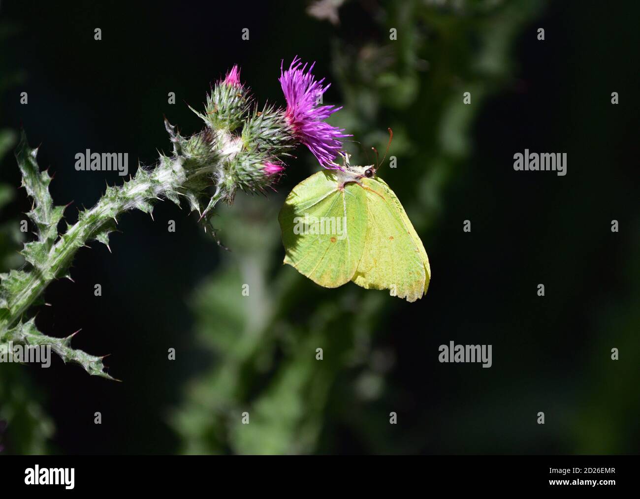Gemeiner Schwefel-Schmetterling (Gonepteryx rhamni) auf Carduus-Blüten, auch bekannt als Plumeless Disteln. Stockfoto