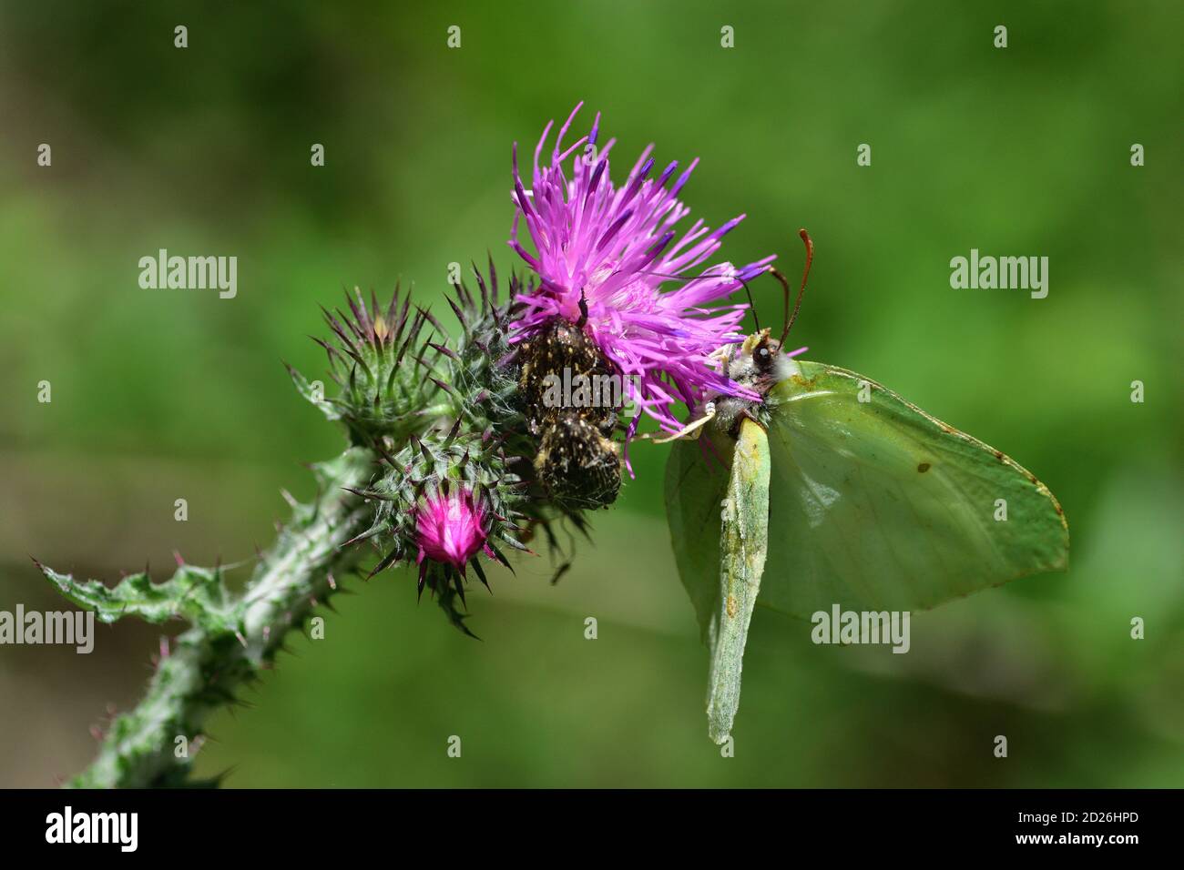 Gemeiner Schwefel-Schmetterling (Gonepteryx rhamni) auf Carduus-Blüten, auch bekannt als Plumeless Disteln. Stockfoto