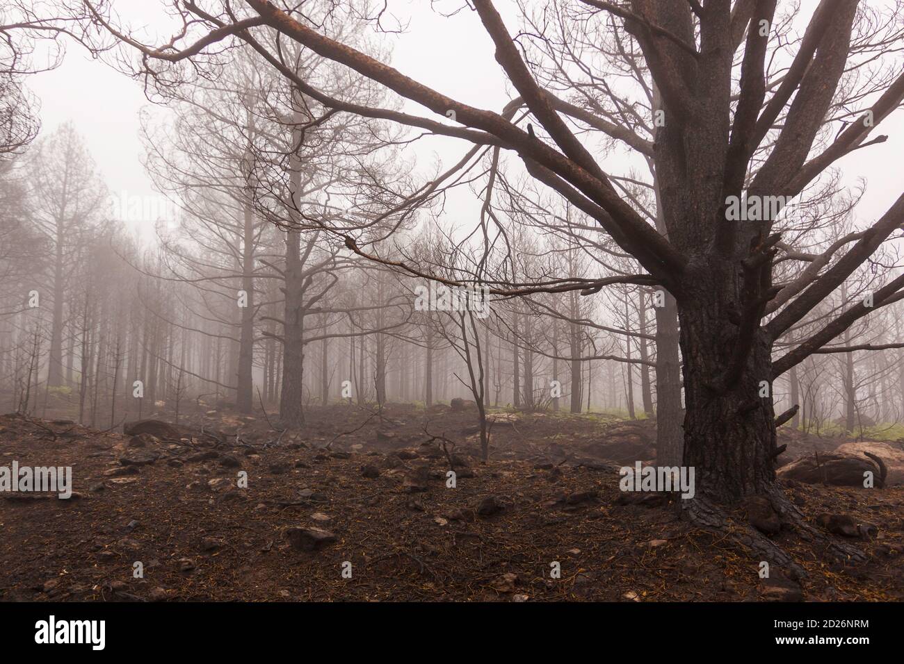 Feuer im Nationalpark Sierra de Guadarrama. Winterbild, gefrorene Bäume. La Granja de San Ildefonso, Segovia. Kastilien und Leon. Stockfoto