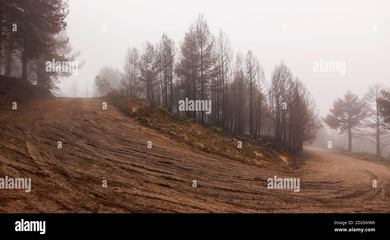 Feuer im Nationalpark Sierra de Guadarrama. Winterbild, gefrorene Bäume. La Granja de San Ildefonso, Segovia. Kastilien und Leon. Stockfoto