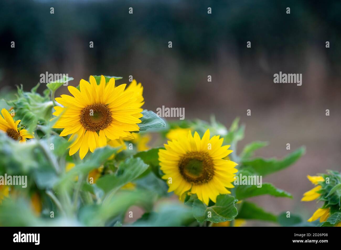 Bunte Sonnenblumen Hintergrund in selektiver Fokus auf Hauptmotiv, verschwommene Aufnahme für Text über Lay, Header und Copy-Space Stockfoto