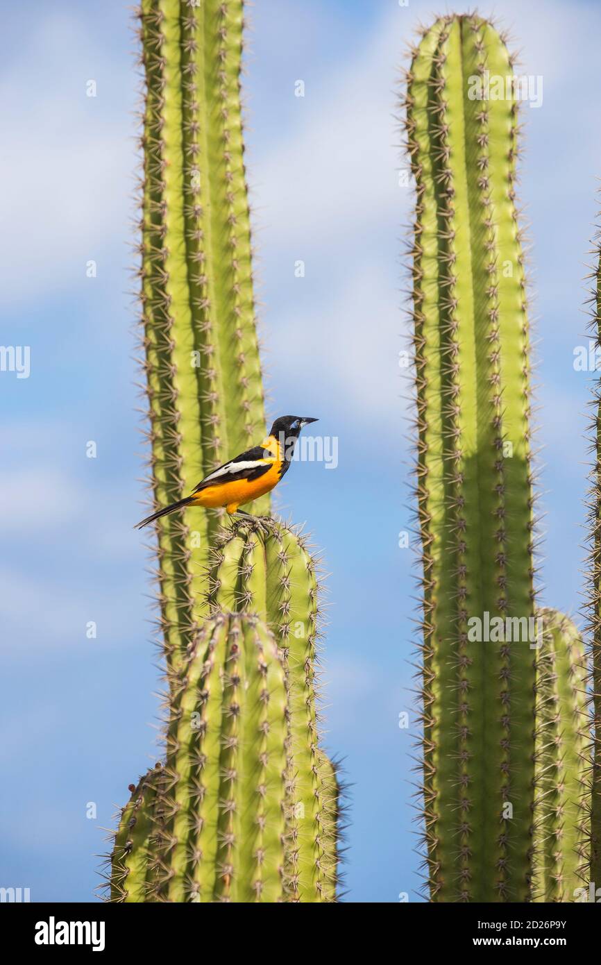 Karibik, Niederländische Antillen, Aruba, Troupial Vogel - Eine große Oriole auf Cactus Stockfoto