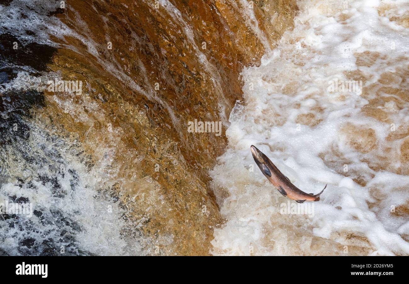 North Yorkshire, Großbritannien. Oktober 2020. Atlantischer Lachs springt auf Stainforth Foss auf dem Fluss Ribble in North Yorkshire auf der letzten Etappe ihrer epischen Wanderung zurück an den Ort ihrer Geburt, was bedeuten kann, reisen über 6000 Meilen. Quelle: Wayne HUTCHINSON/Alamy Live News Stockfoto